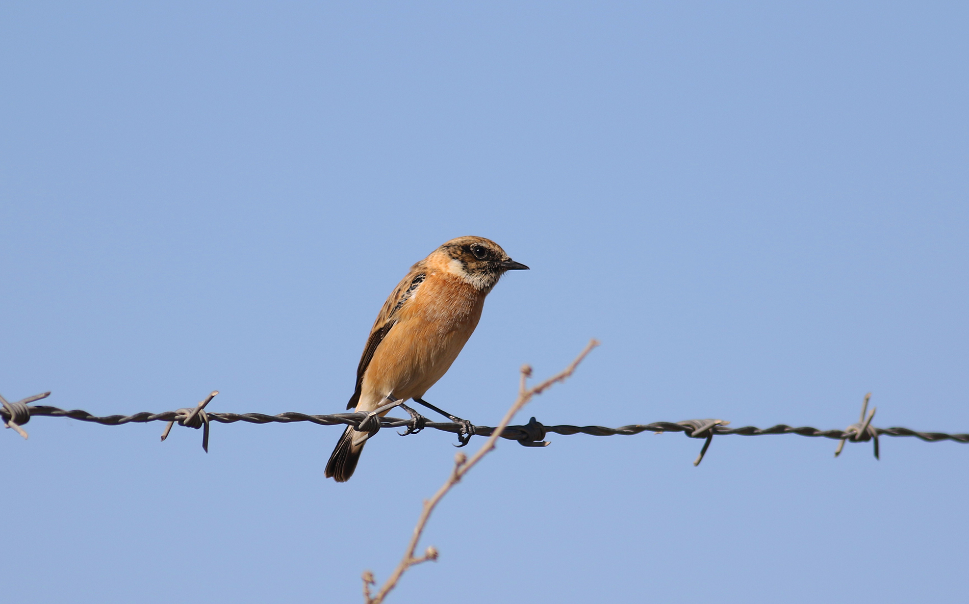 European Stonechat
